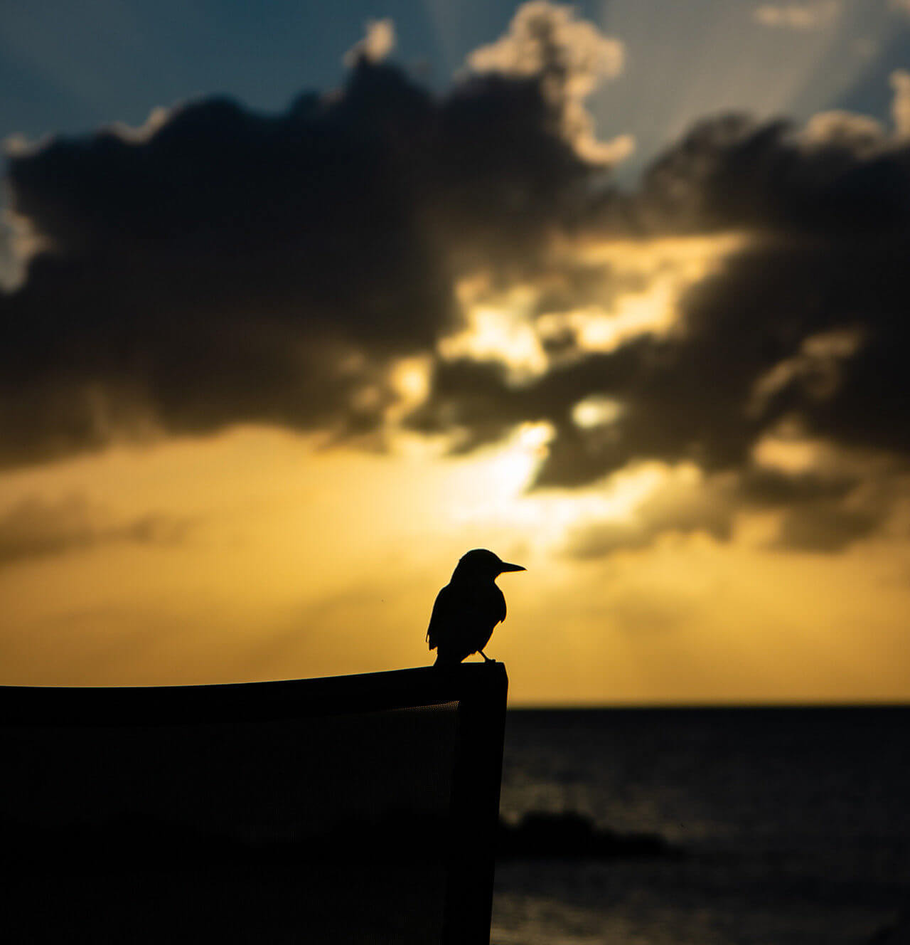 stkitts-nevis-pasaportu
